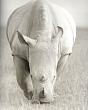 Портрет Африки №57.Ceratotherium simum. Озеро Накуру. 2011. Хлопковая бумага, пигментный принт.70х90